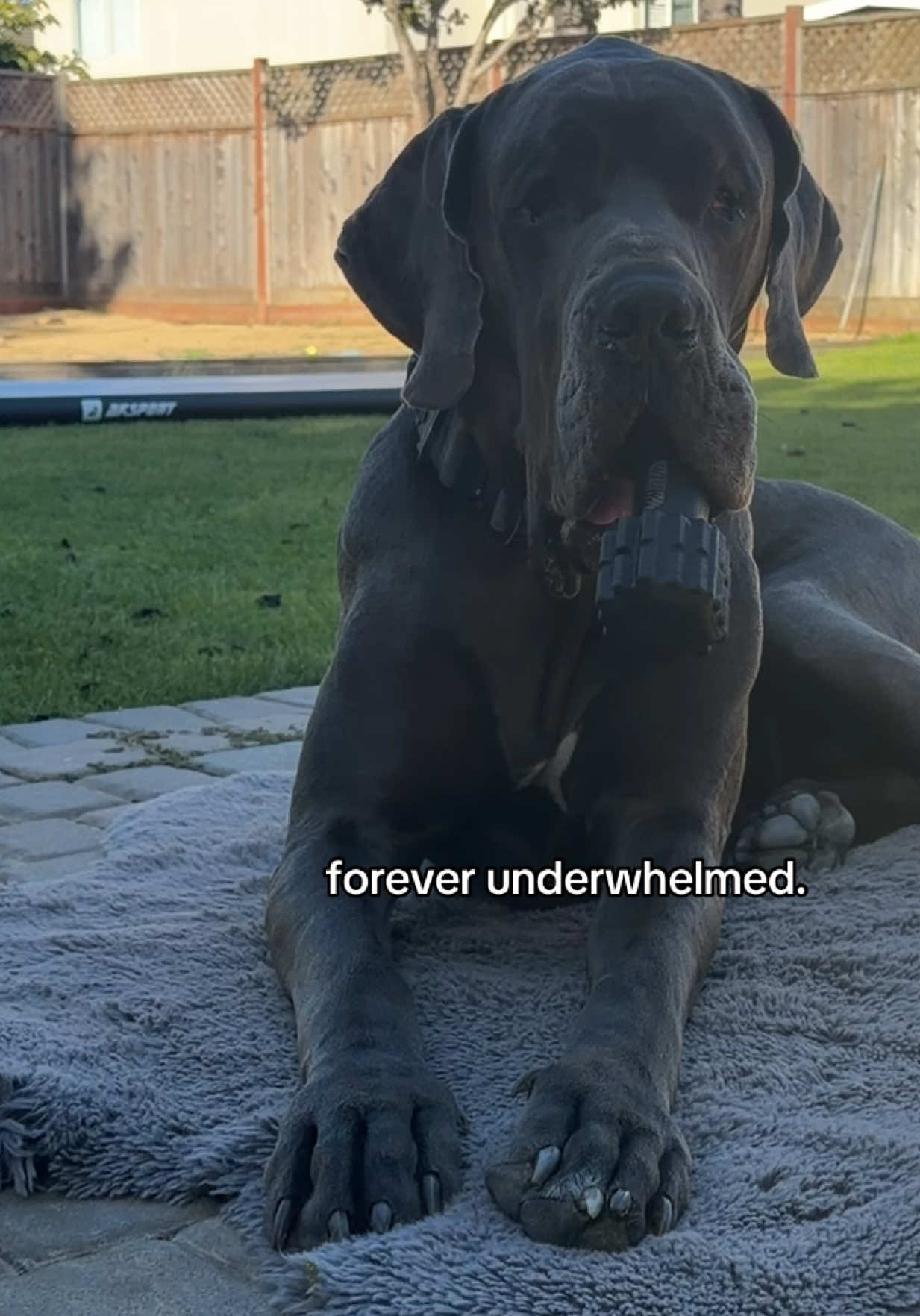 @GUNNER | Great Dane