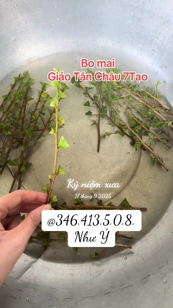 @Như Ý