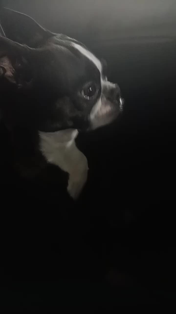 @Ruby the Boston Terrier-G7