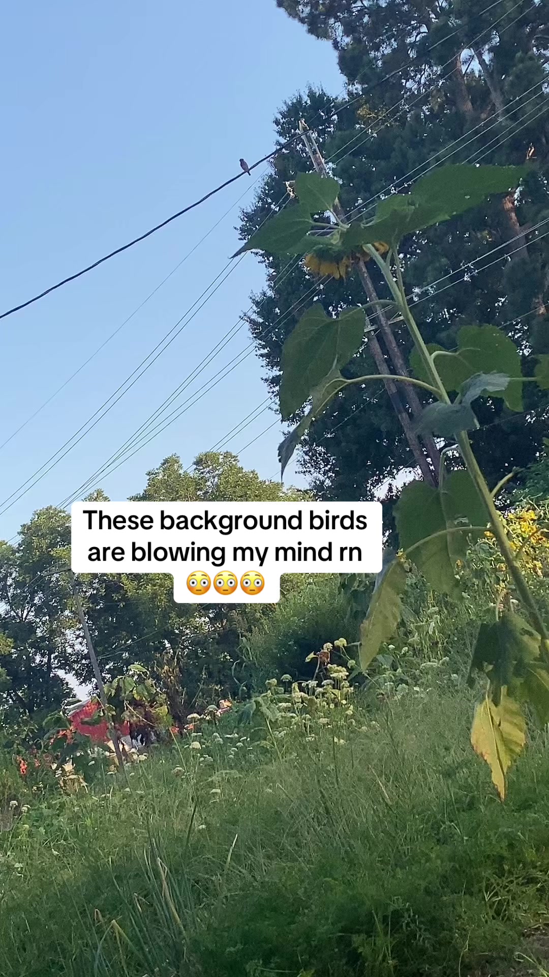 @SpiritSong🦋