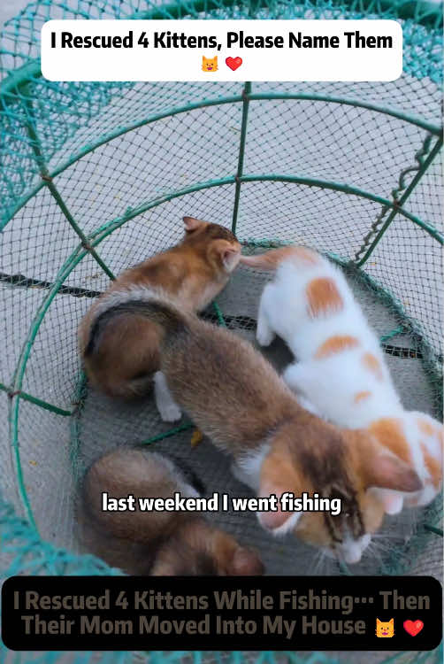 @Stray Cat Talkz