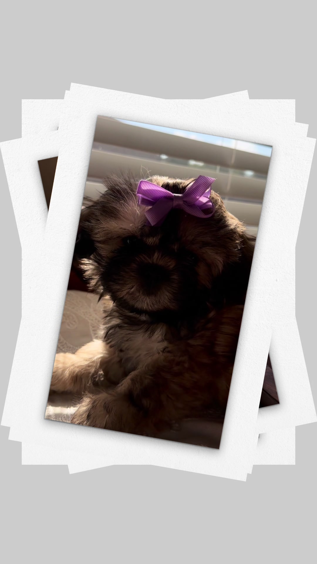 @Twilight Shih Tzu