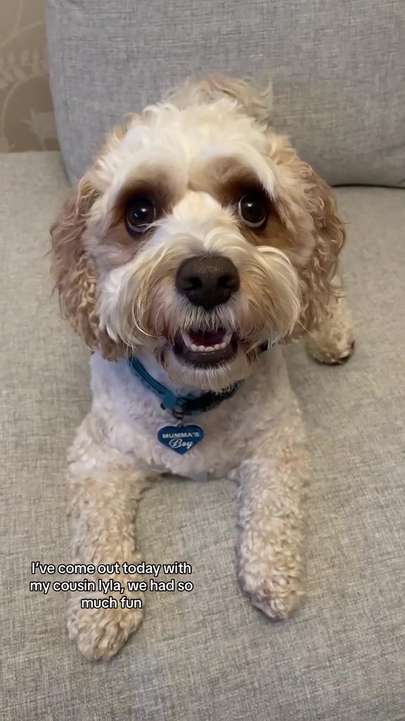 @My Cavachon