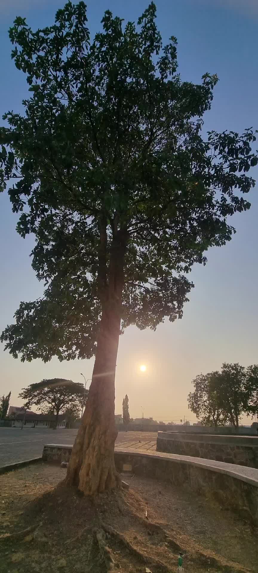 @mila daoen momidji