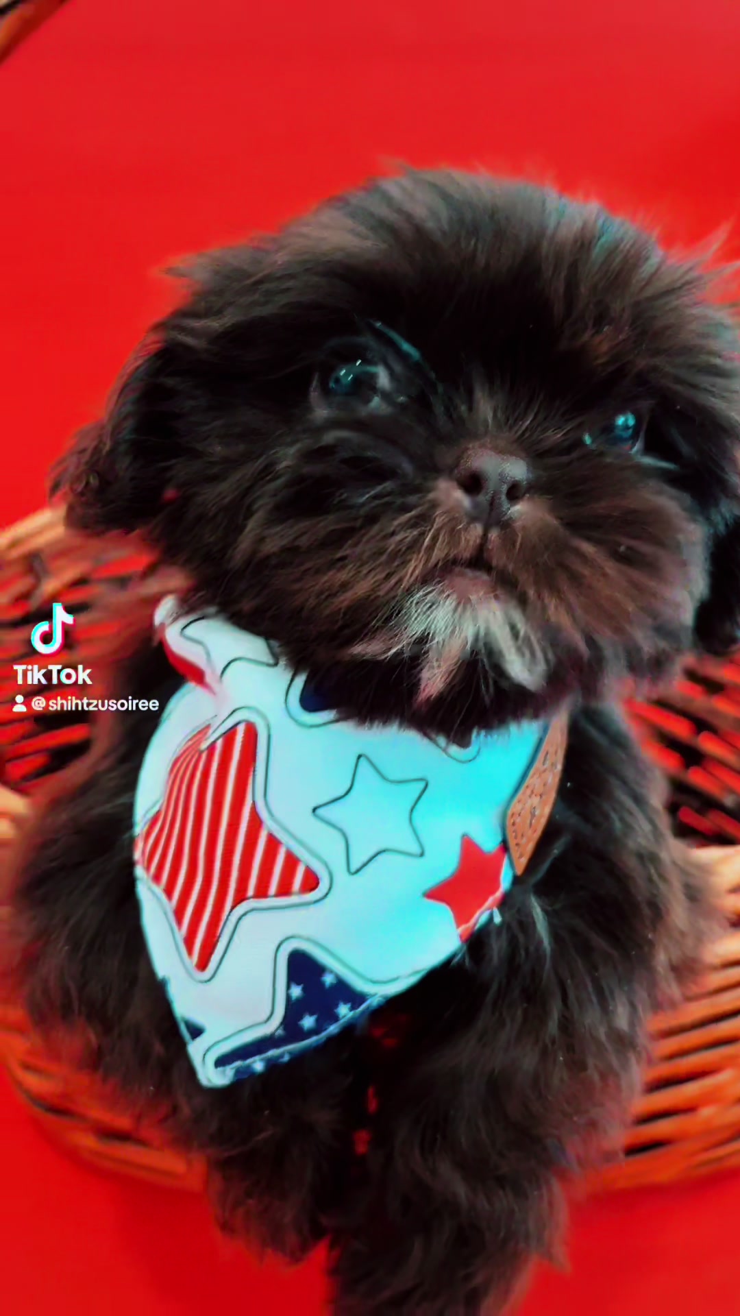 @SHIHTZU SOIR&Eacute;E
