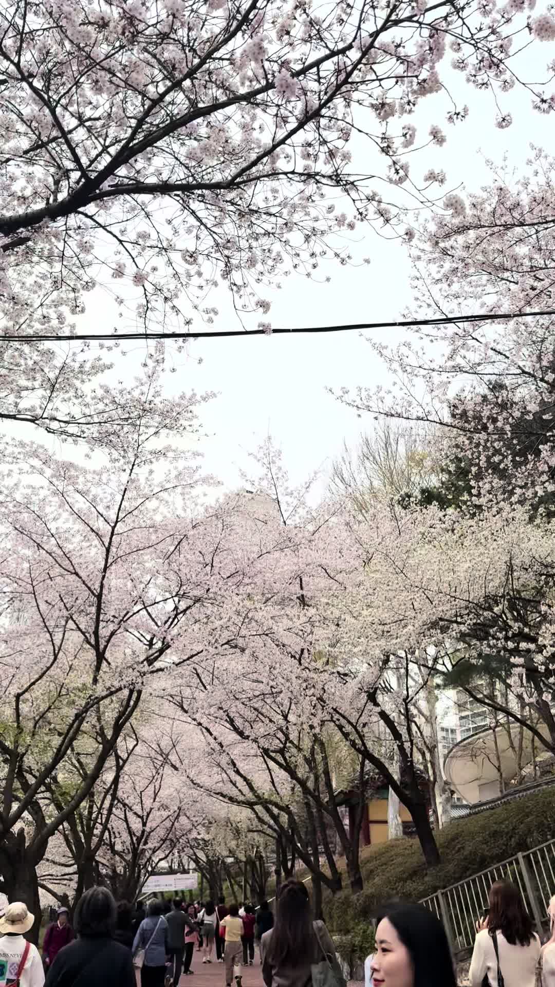 @dijnhh🇰🇷