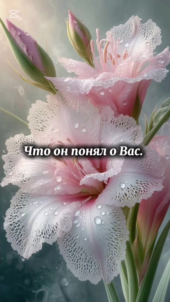 @Polli