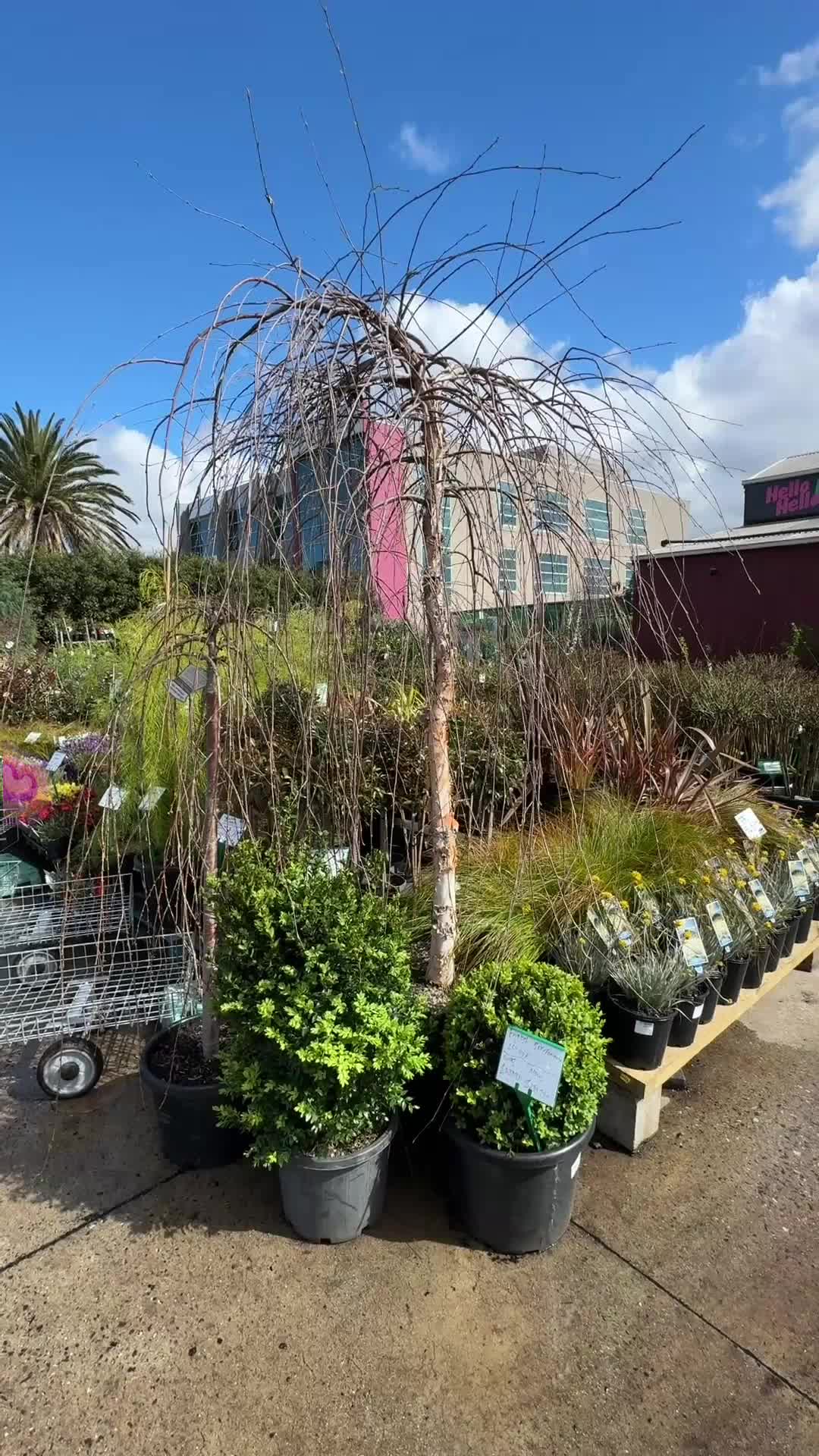 @Hello Hello Plants Nursery
