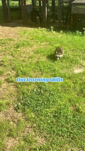@Sarahsquirrels43🐿️