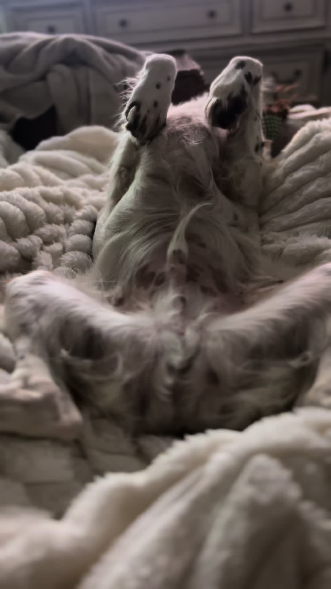 @wonderspotsbengals