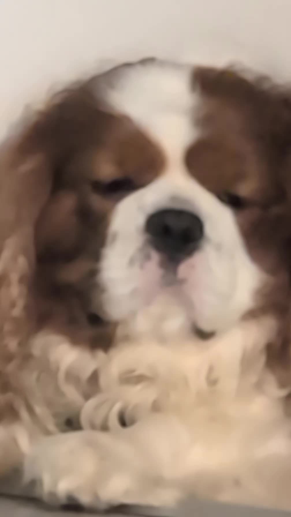 @Emma Amanda Milli (Pet hotel)