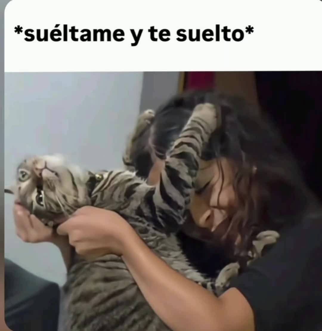 @el panda solitario