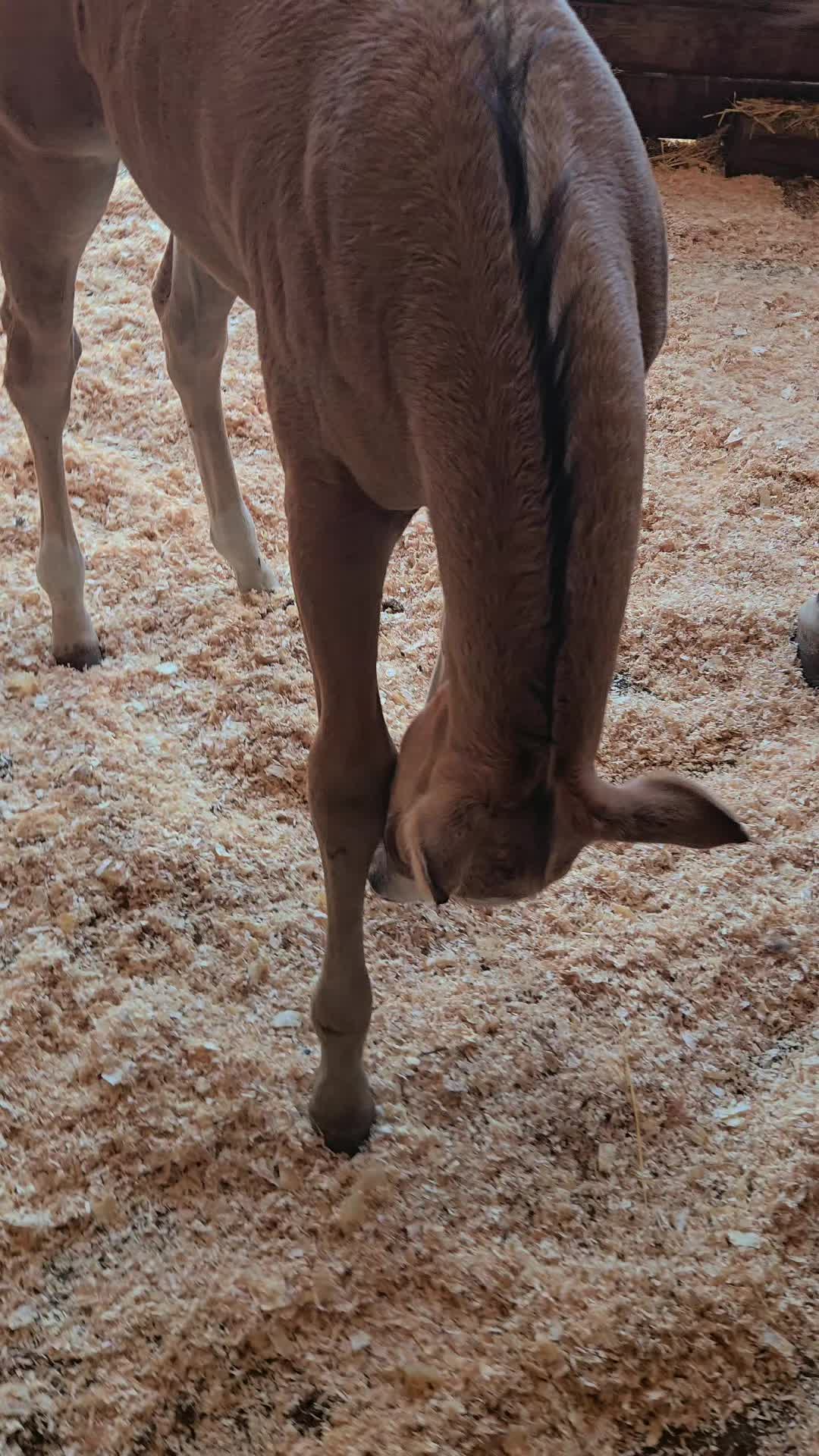 @Cowgirl Tuff Colt Training ❤️