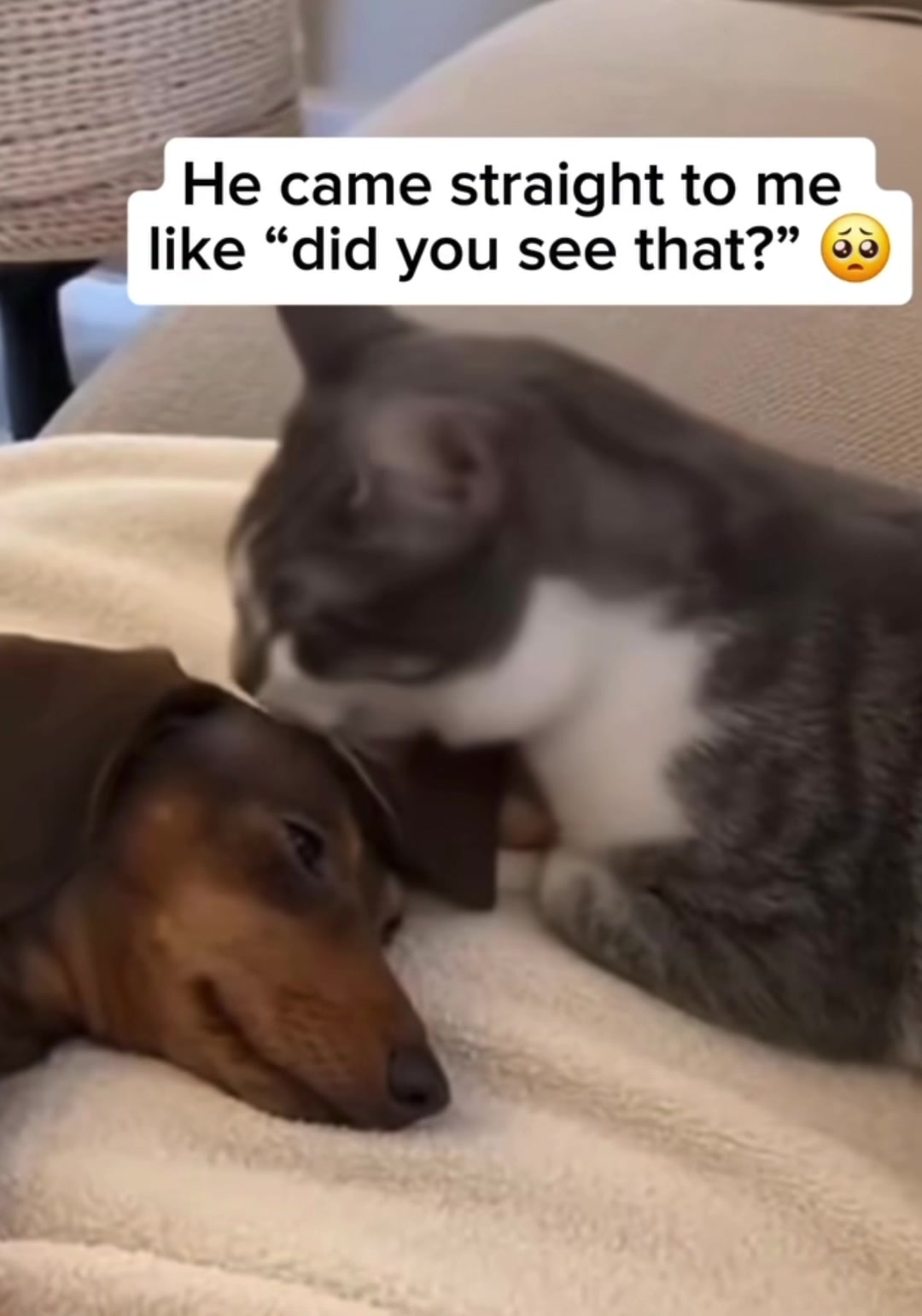 @Charisma Dachshunds