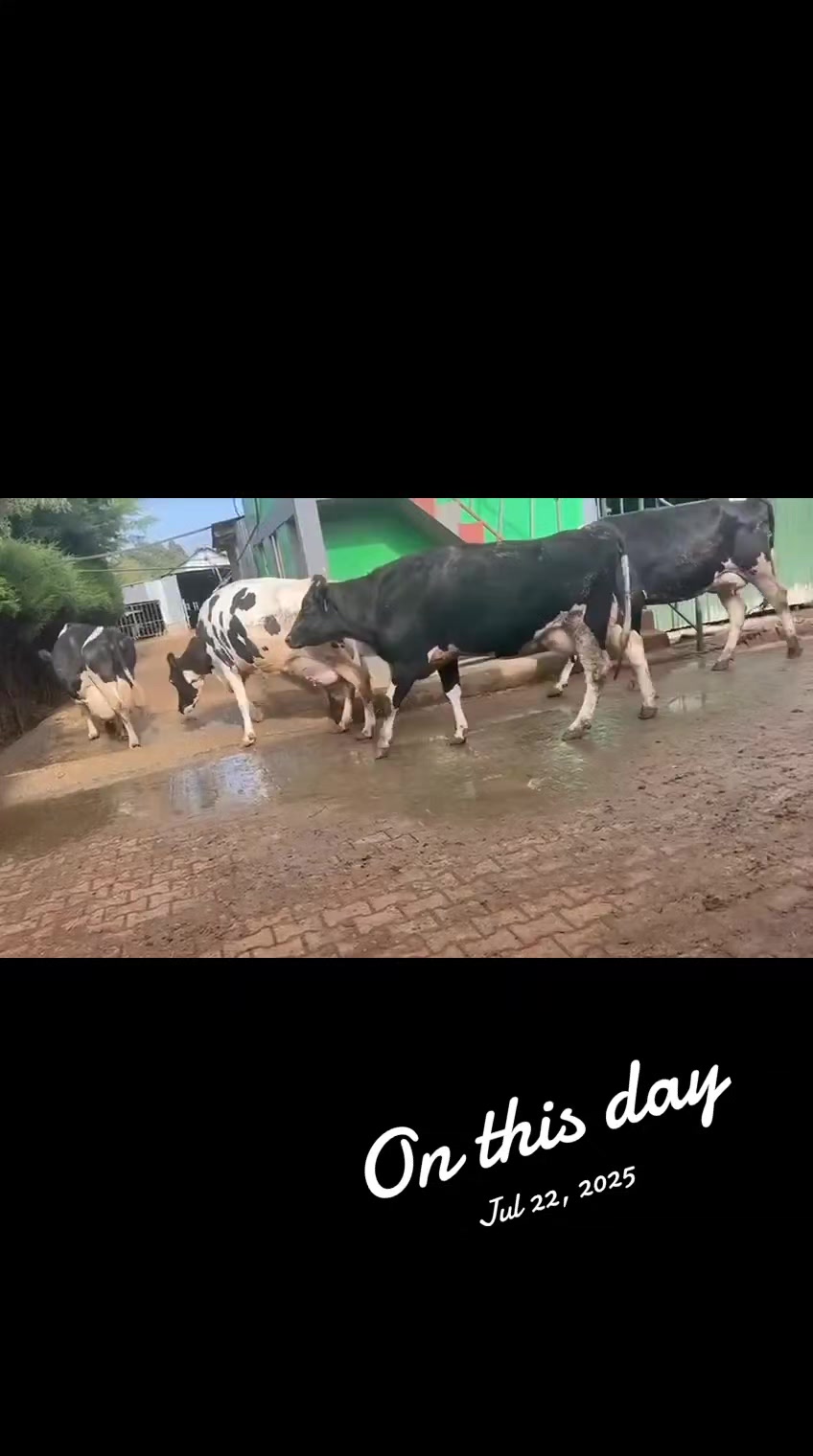 @SEGO DAIRIES 🇰🇪 🌹❣️