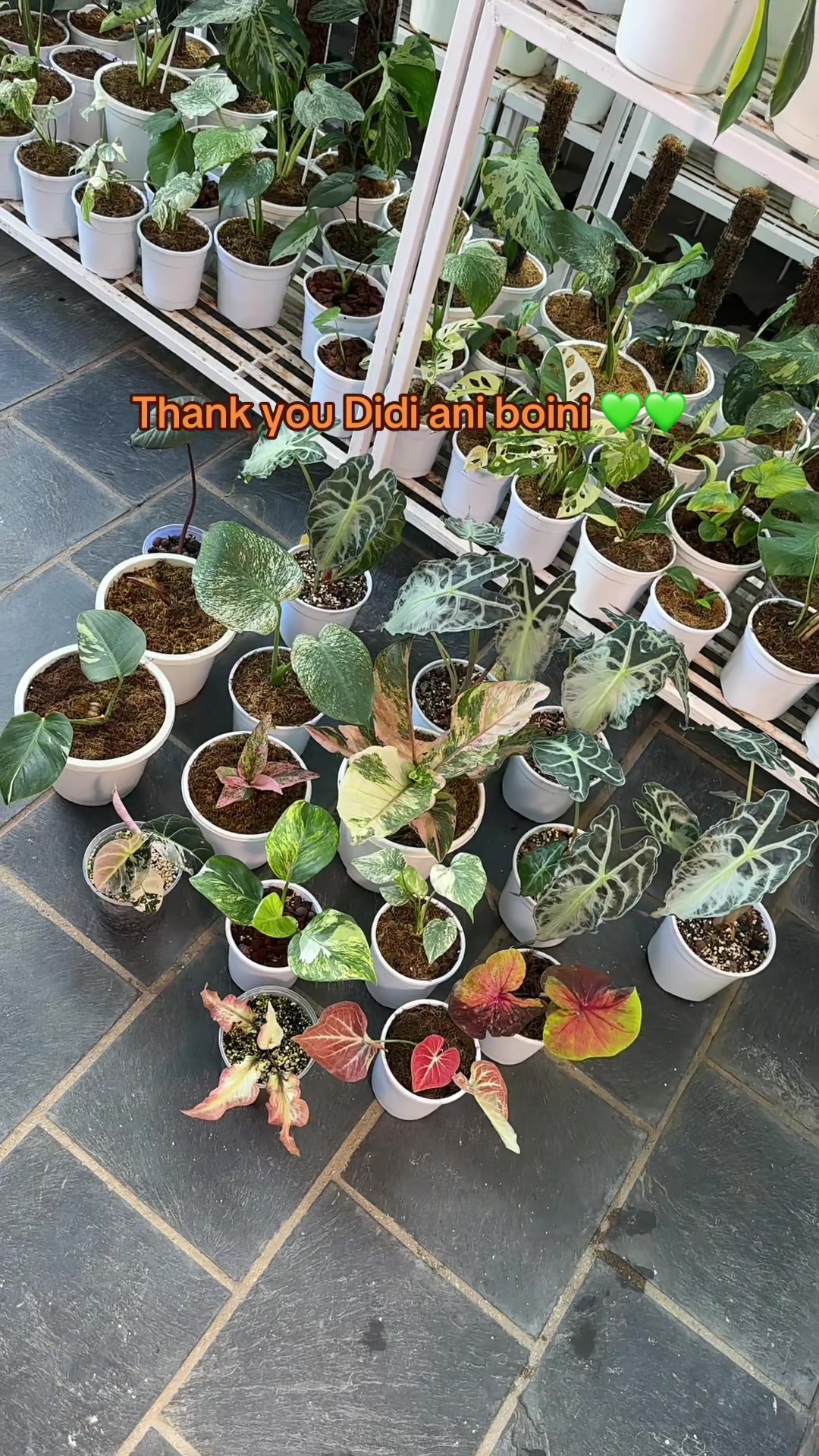 @Plantlife50