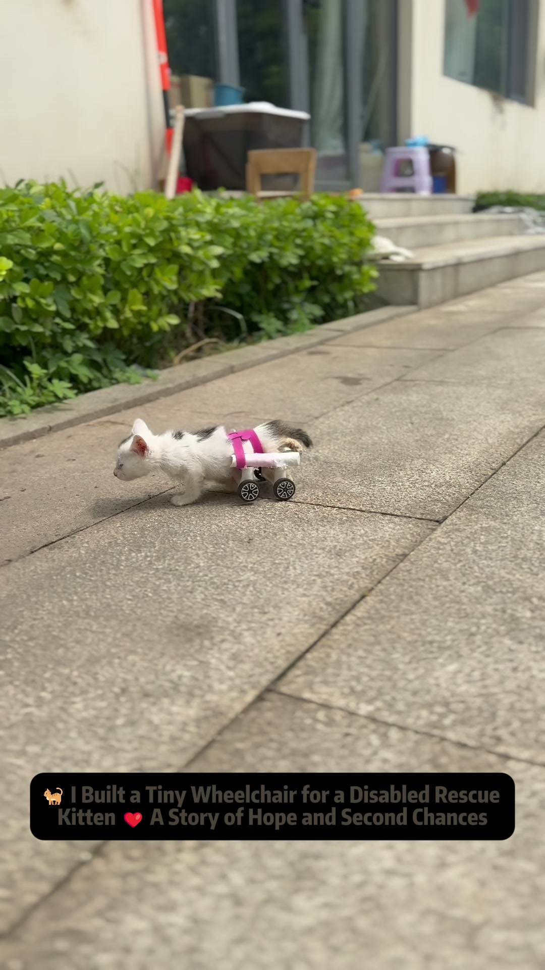 @Stray Cat Talkz