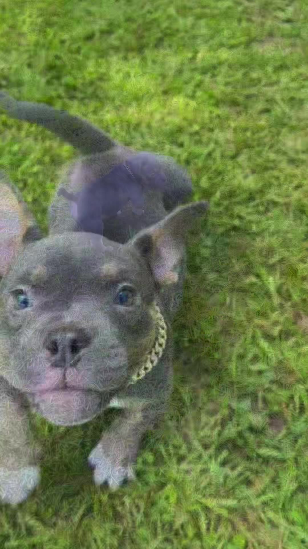 @gardnerkennel08