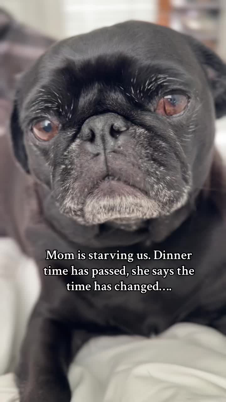 @Thedistracteddogmom