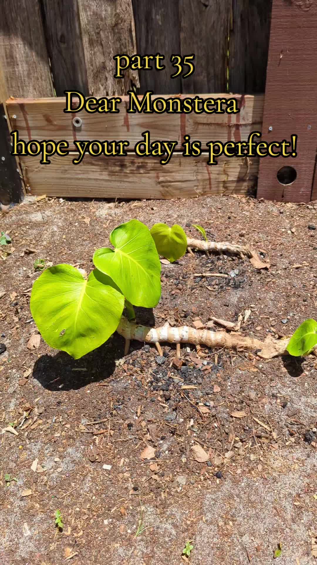 @Monstera Man