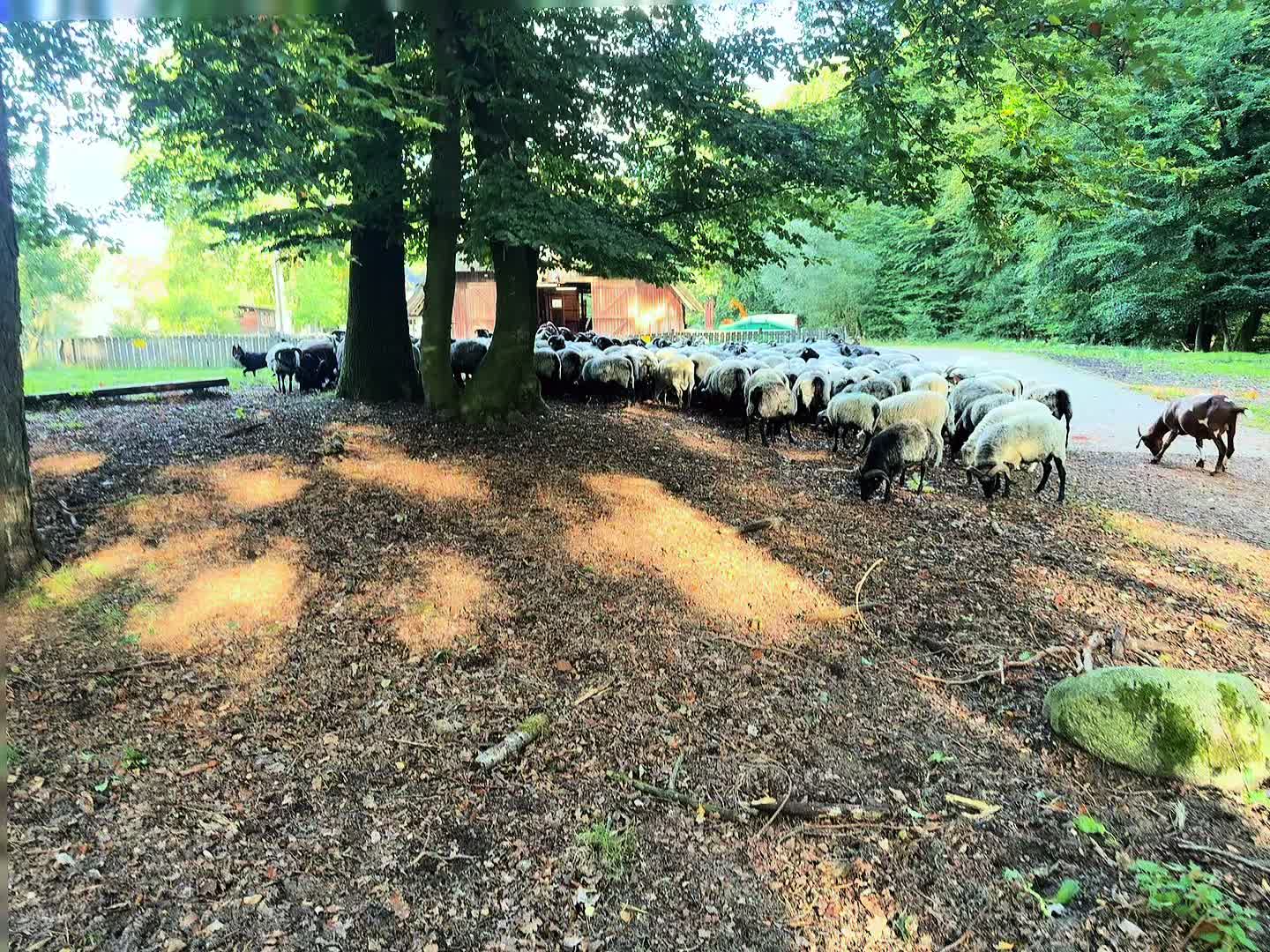 @Dat Doerpschaap