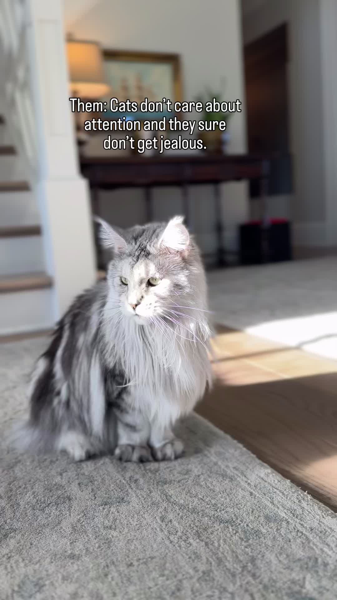 @Winnie: Maine Coon Kitty