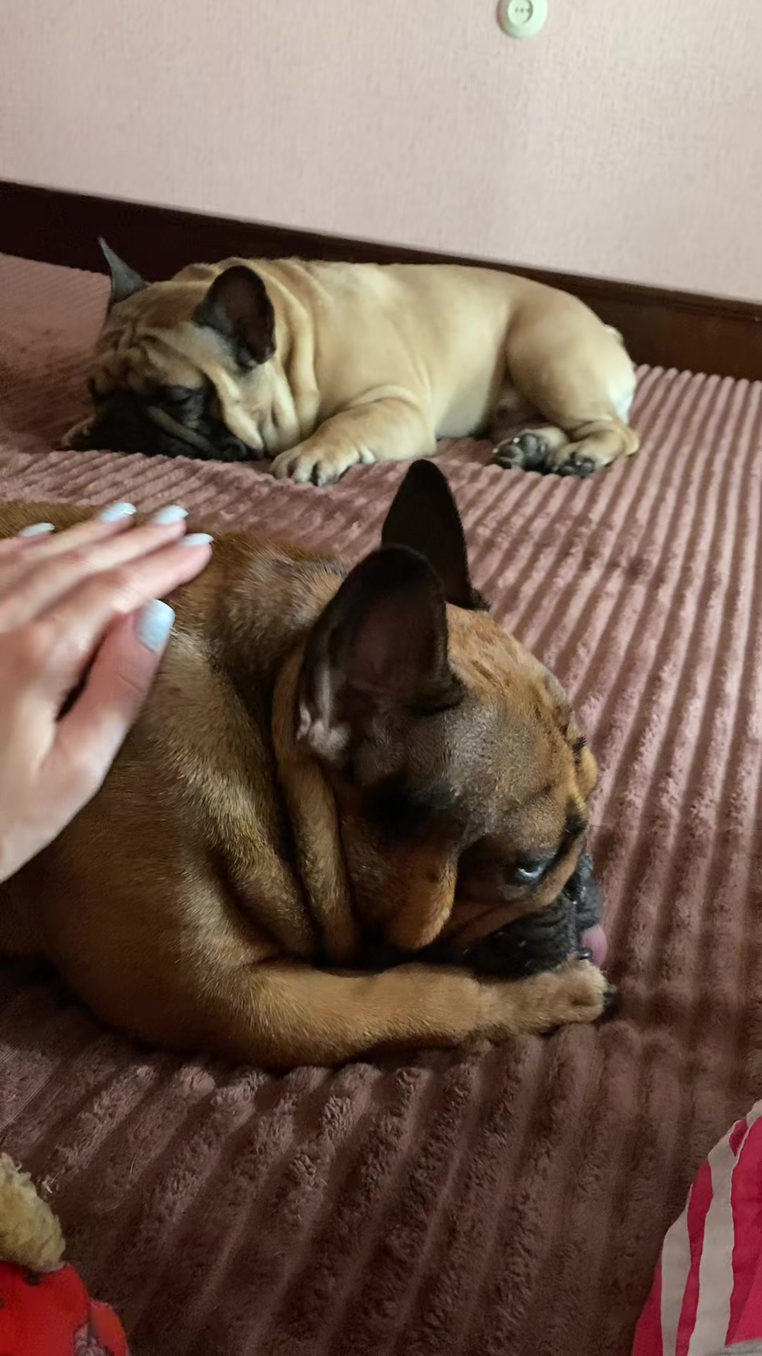 @_holly_bulls_