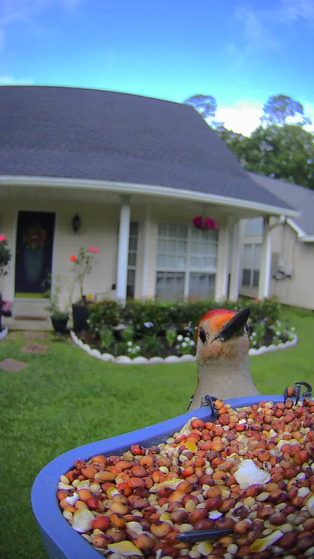 @back_yard_birding