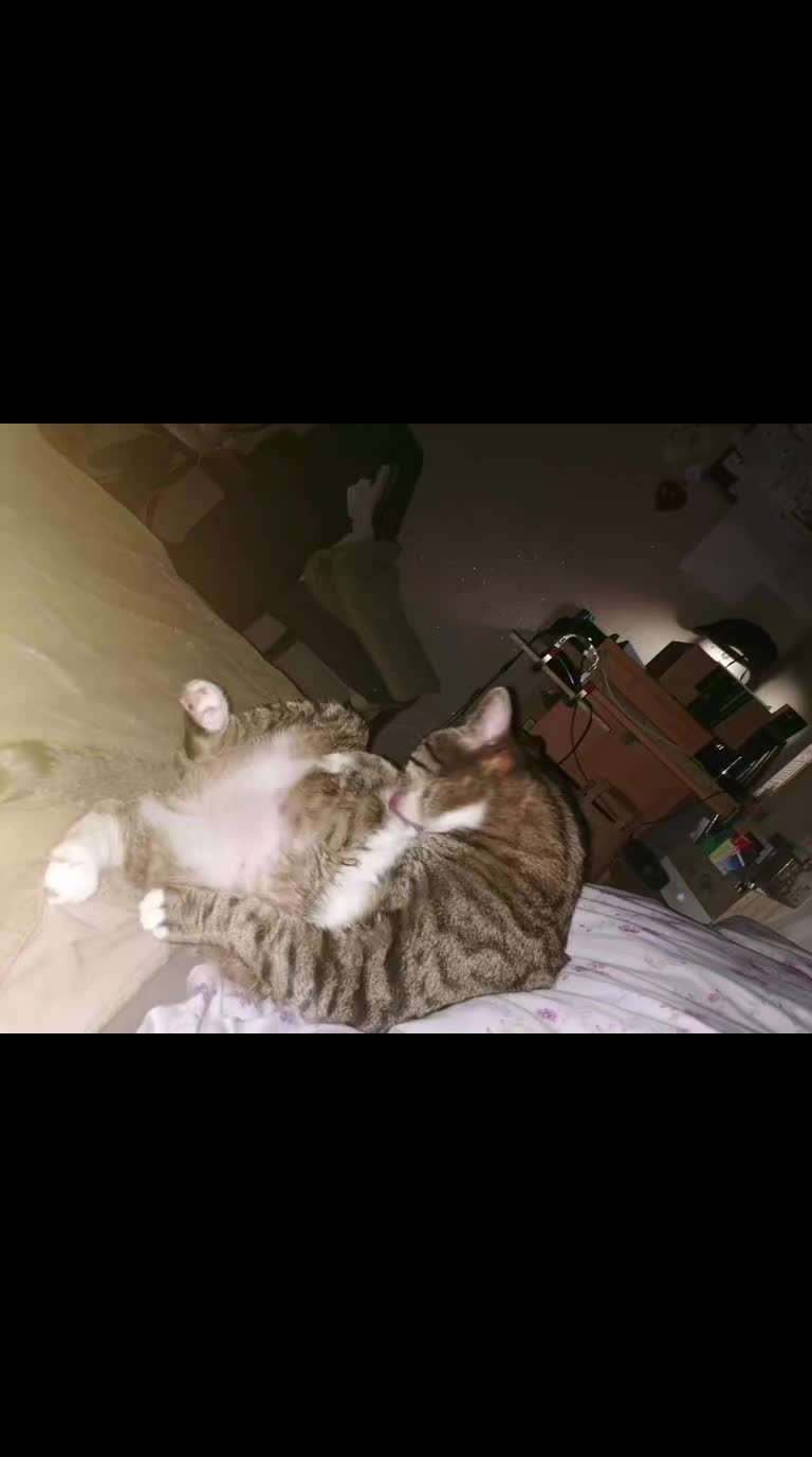 @Badcat _DHC🦁🦁