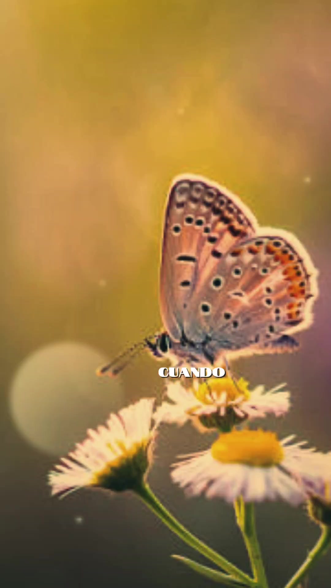 @💫🇲🇽❤️Seynet⚽🦁