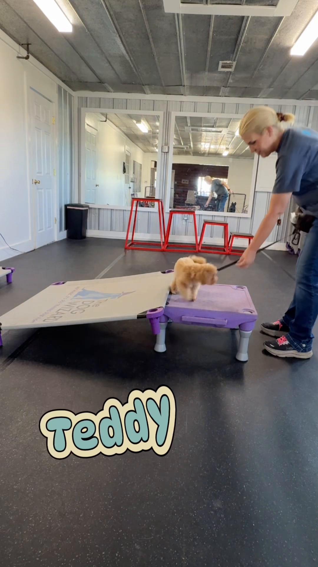 @Megan 🐶 Trainer ❌