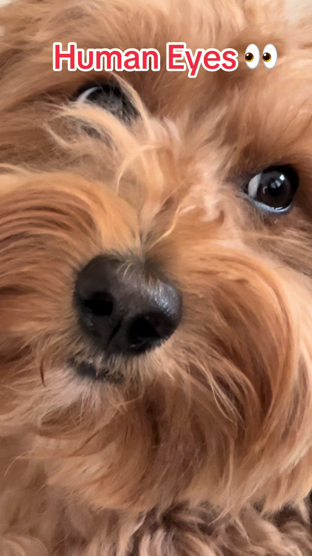 @TuckerTheTurlockDoodle