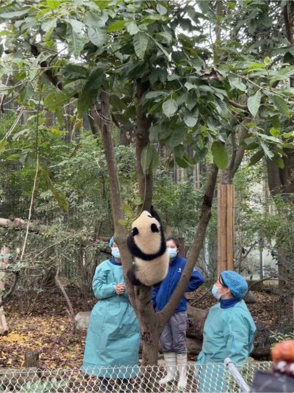 @熊猫妹珠🐼