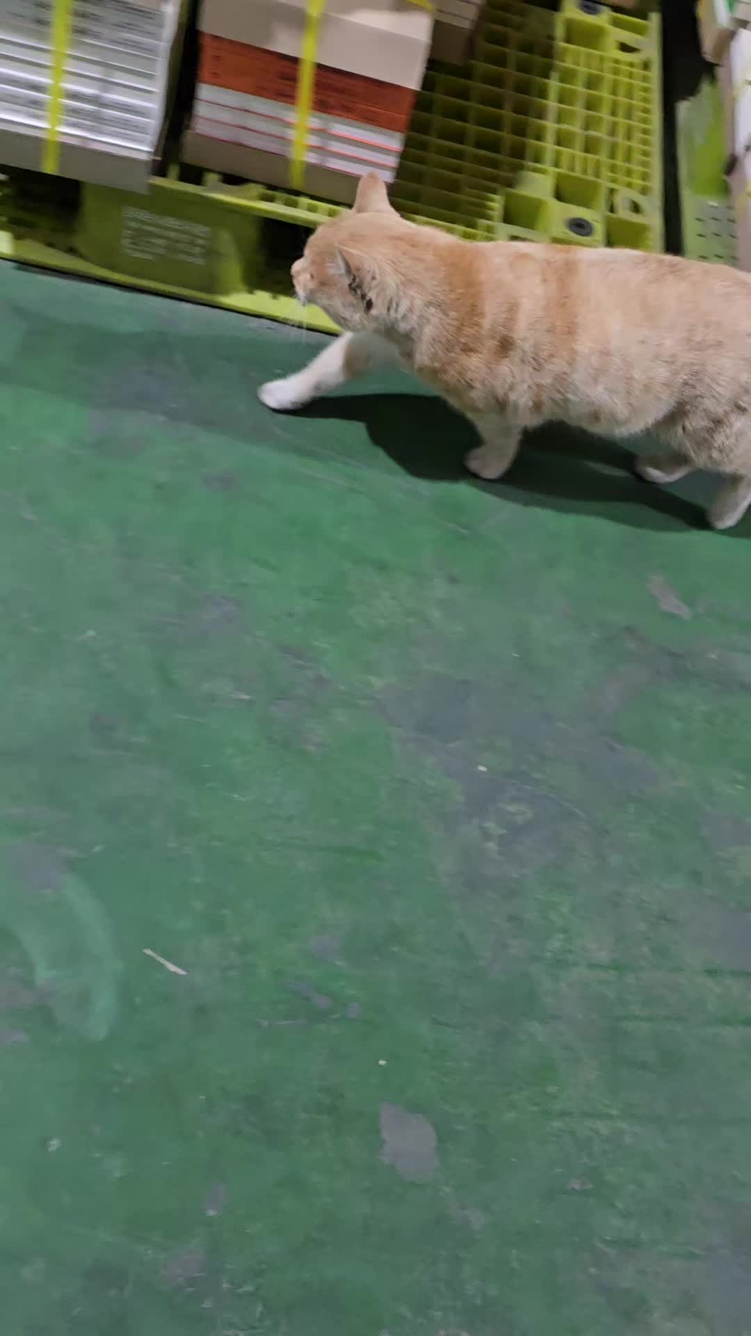 @고양이 형아