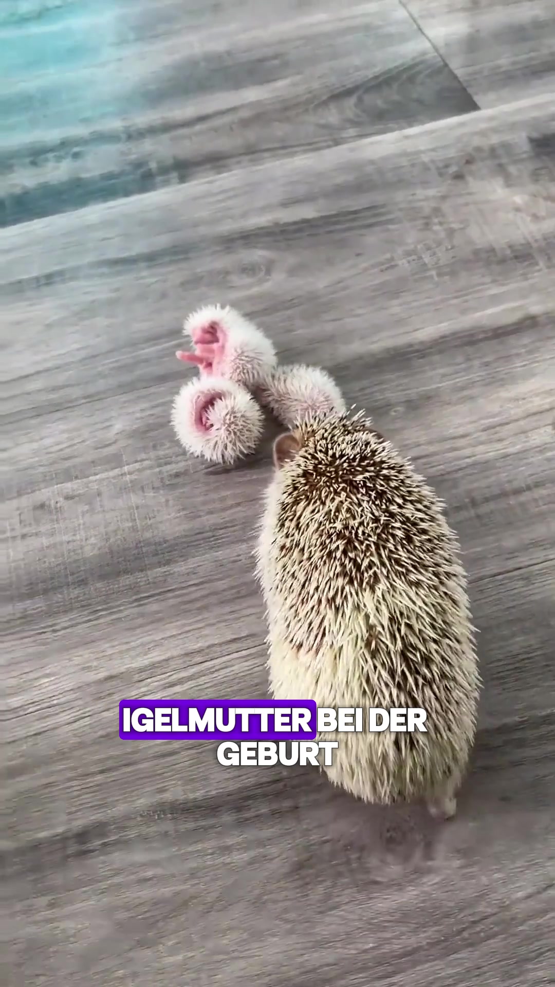 @Tierheim
