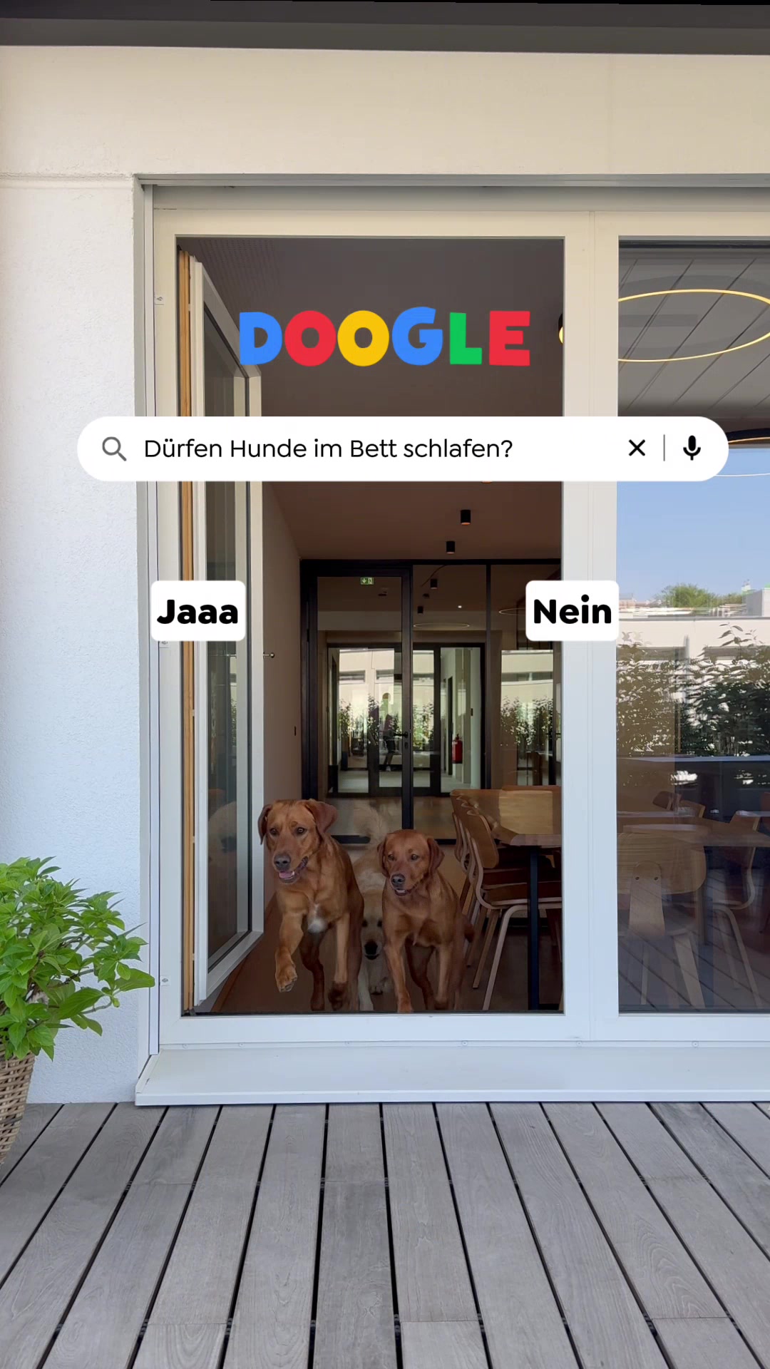 @wow.pet