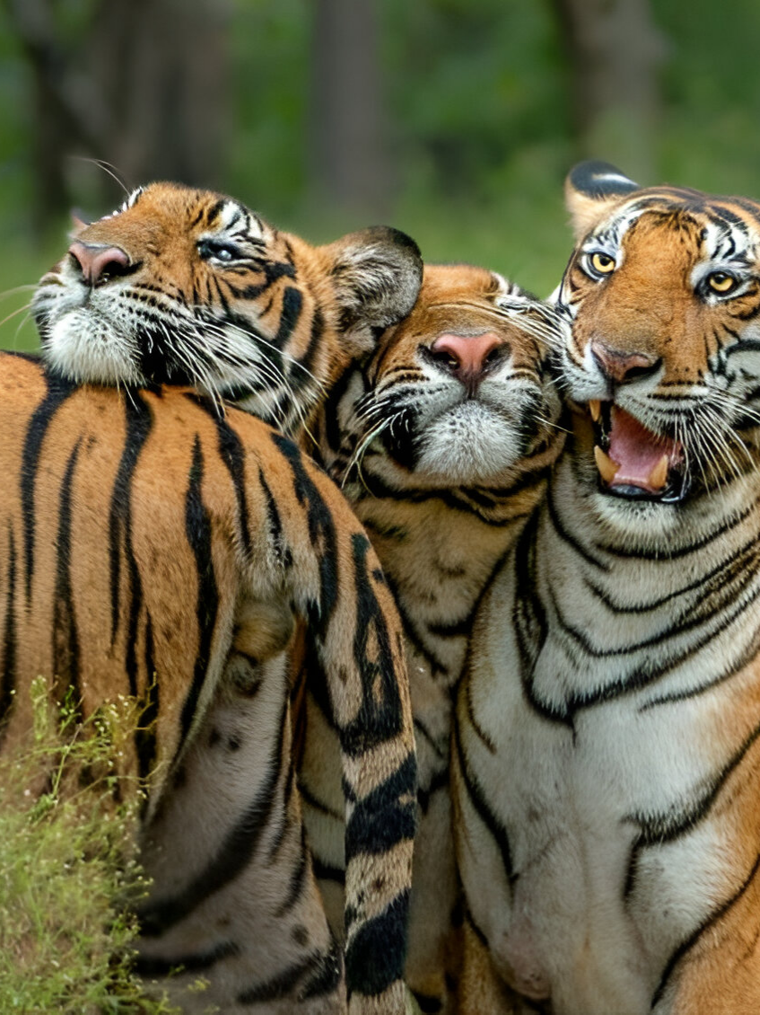 @India Safaris: Tiger Safari IN