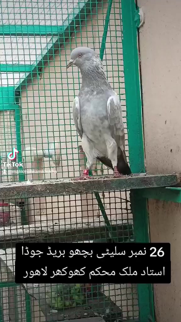 @Malik Mohkam Khokhar