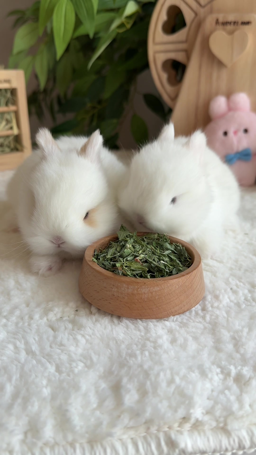 @Fluffy Bunny Orlando