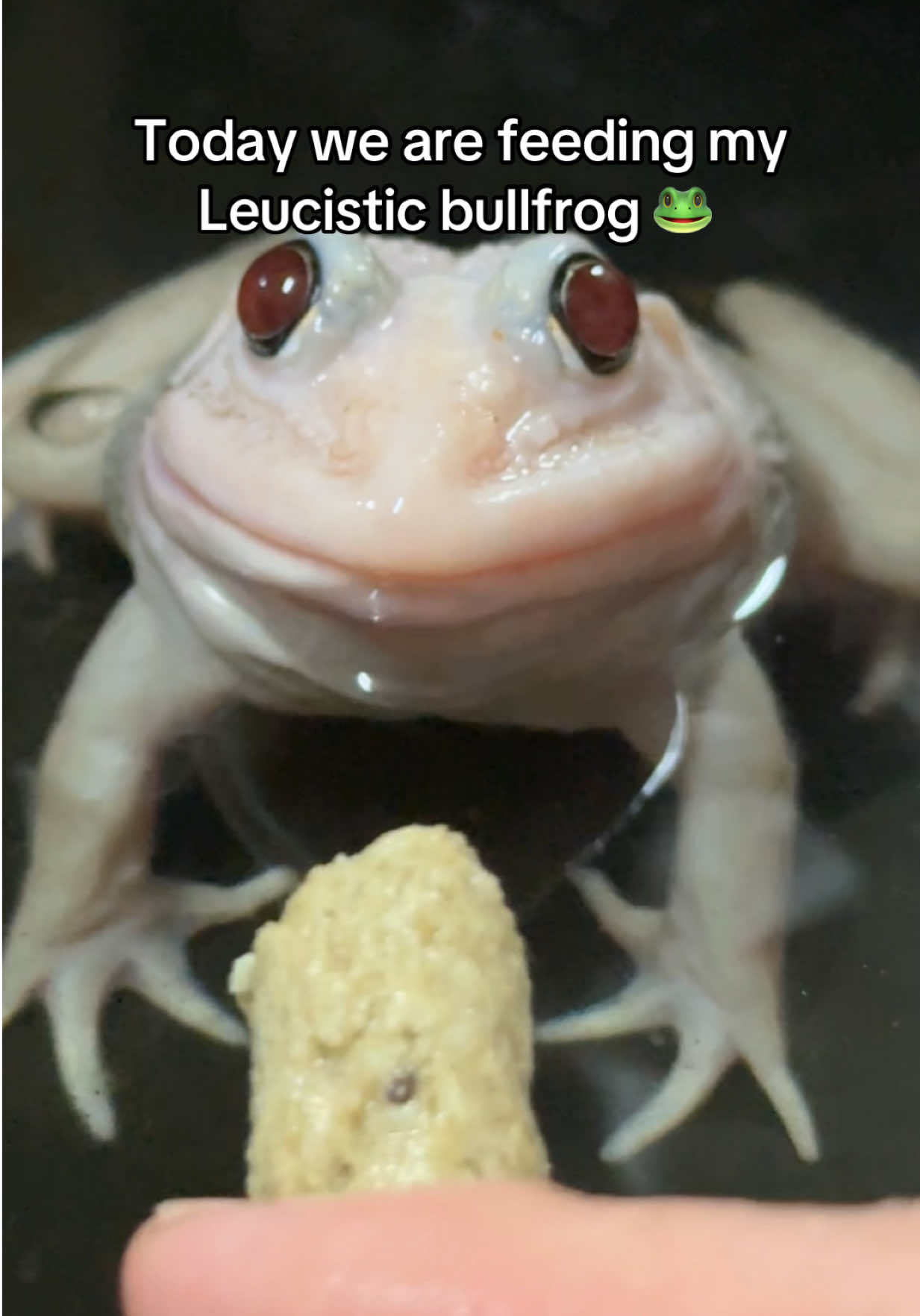 @Rhetts Exotic Pets