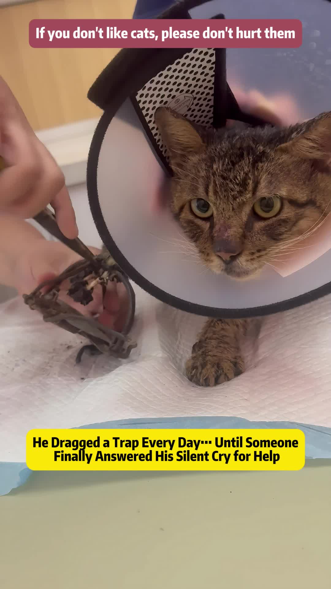 @Stray Cat Talkz