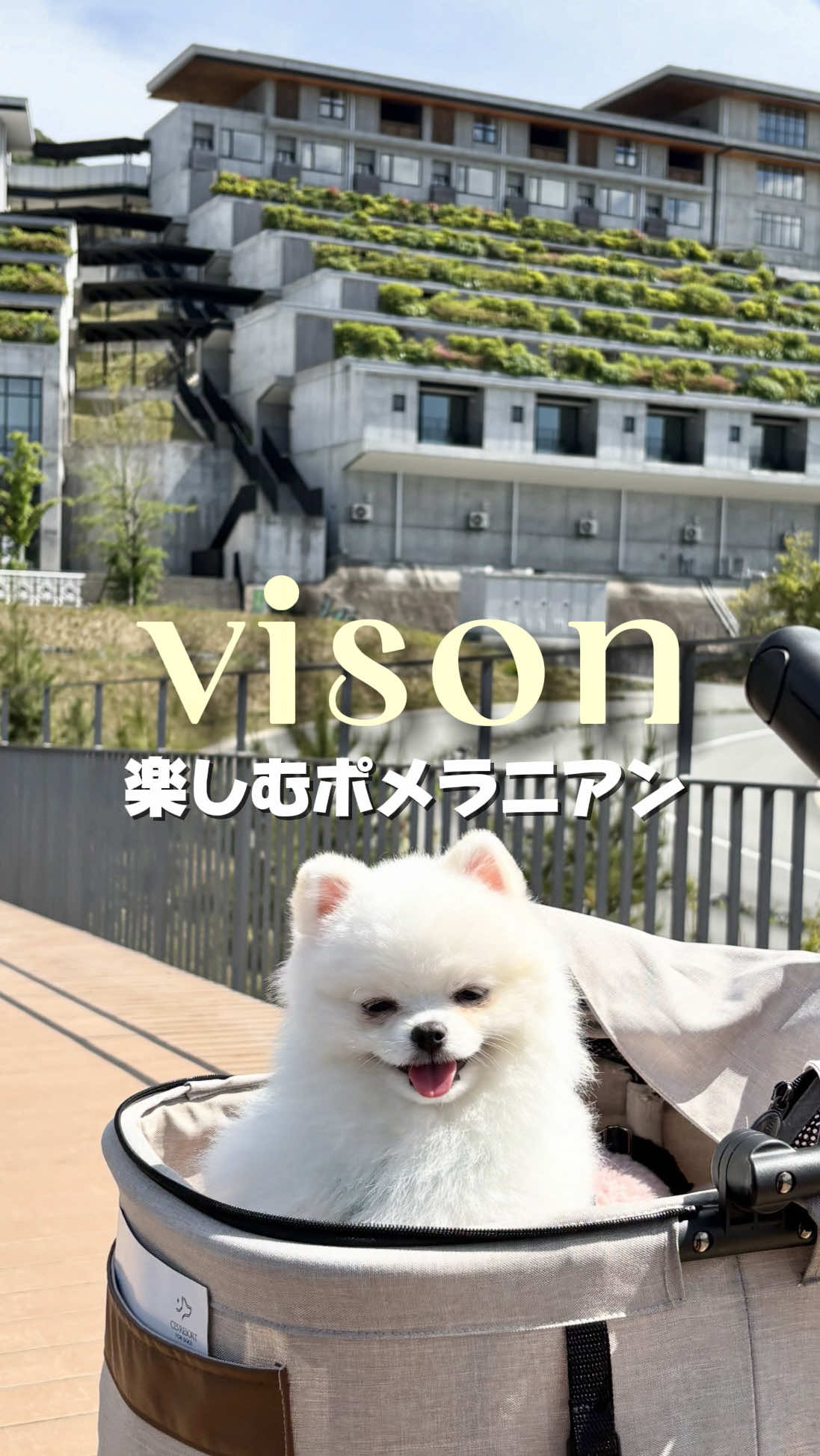 @ポメラニアンのミル🍼