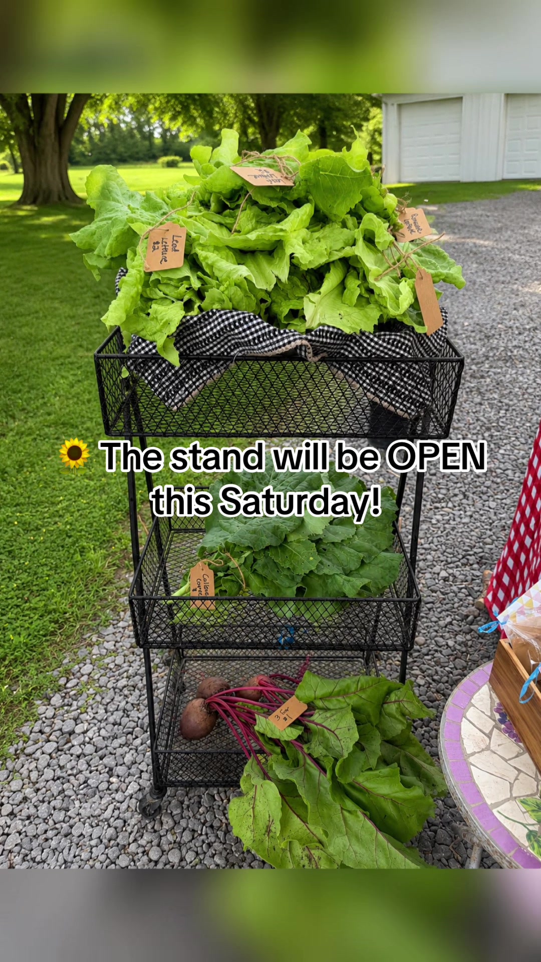 @Resistance Homesteaders