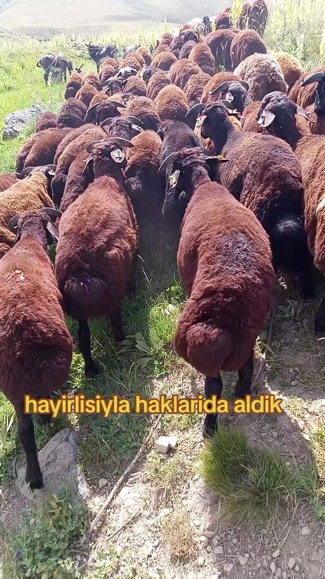 @NURETTIN.Y