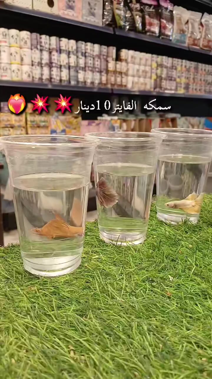 @ANlMAL HOUSE متجر