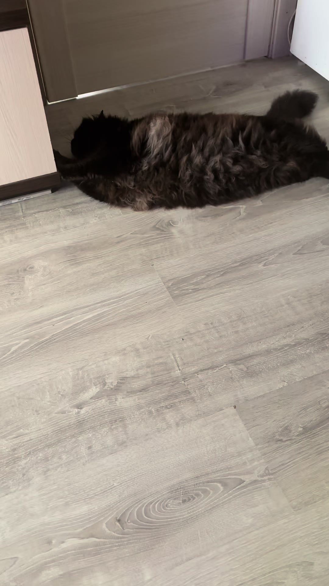 @Хвостатые бандиты🐈⬛🐈