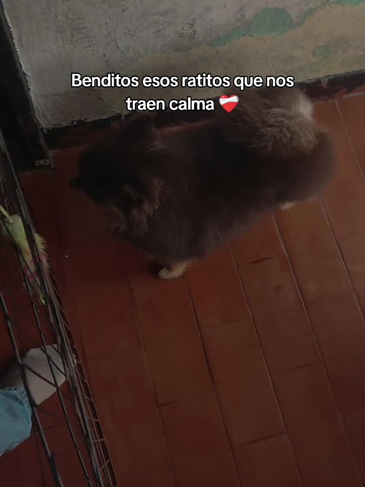 @Garc&iacute;a
