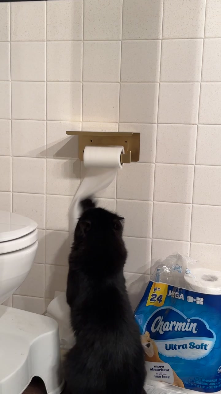 @three_meows_and_a_lady