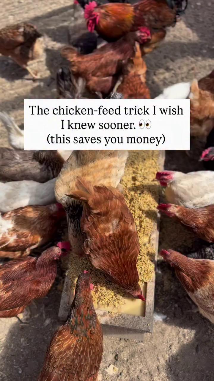 @Scratch and Peck Feeds