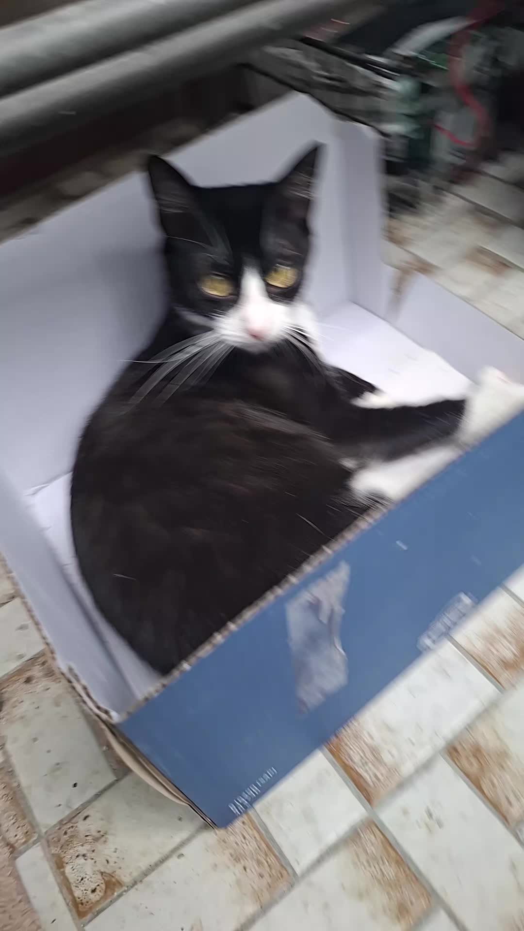 @lilythecat